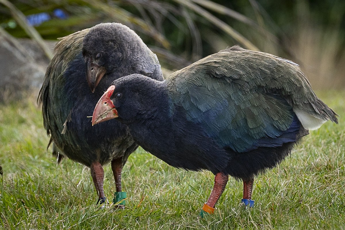 South Island Takahe - ML652244447