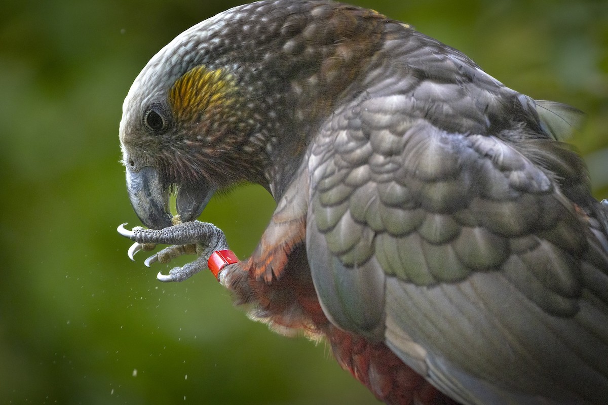 New Zealand Kaka - ML652244618