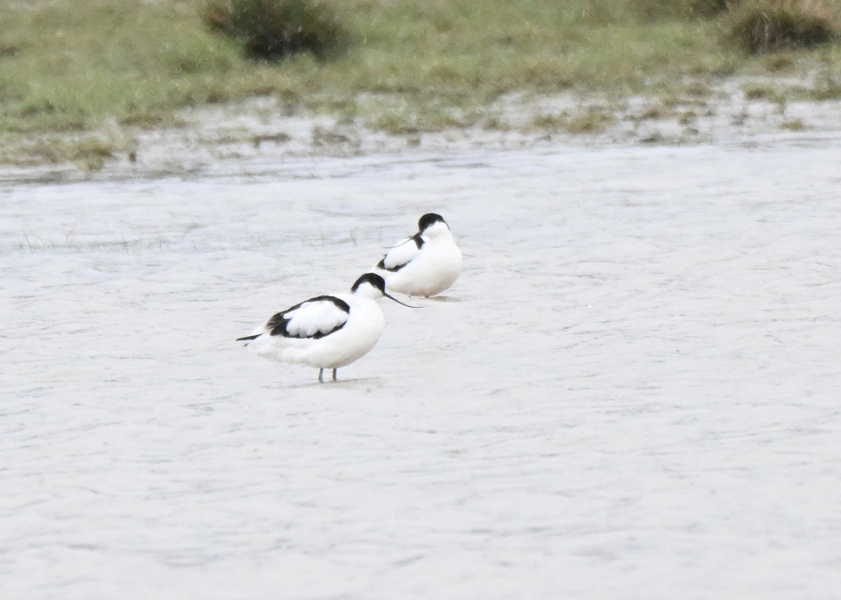 Шилоклювка - ML652244683