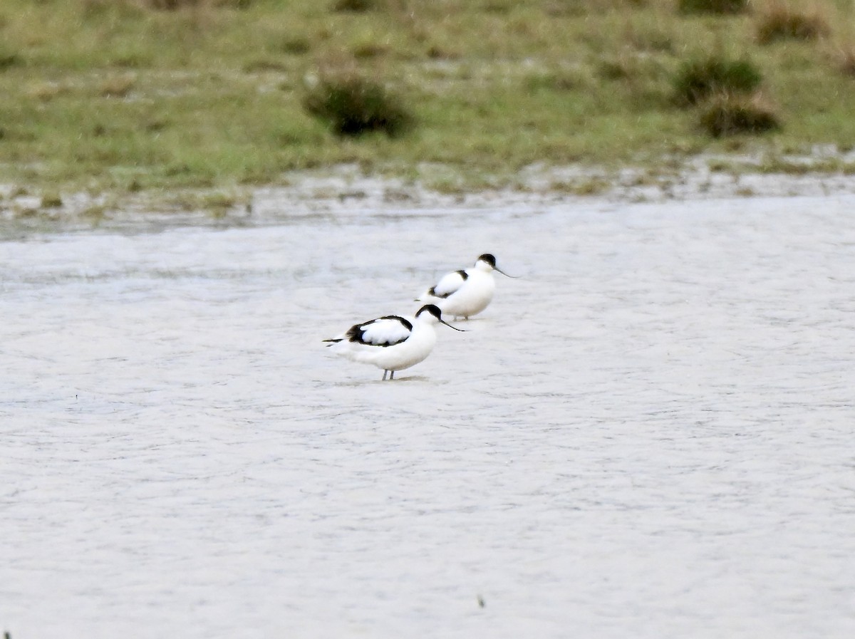 Шилоклювка - ML652244684