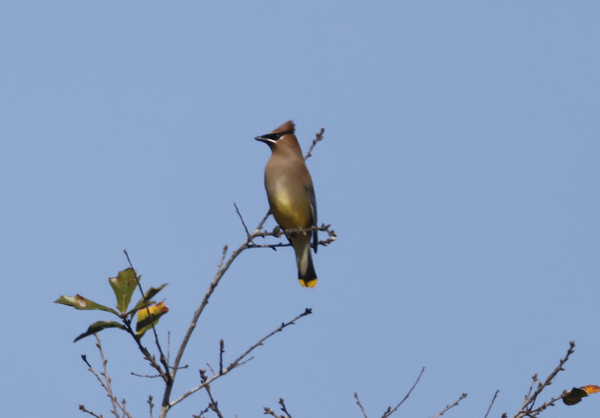 Кедровый свиристель - ML652244901