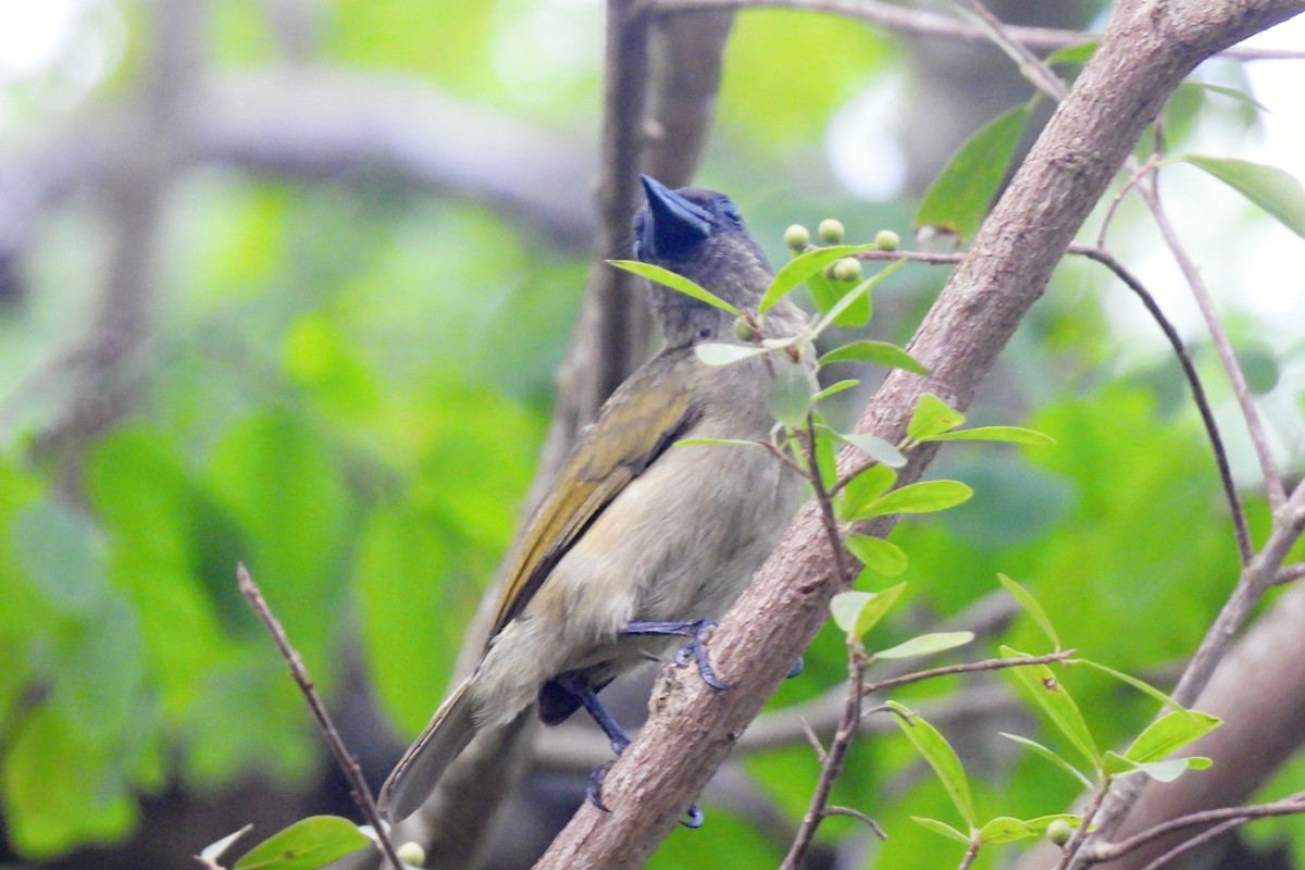 Barbudo Oliváceo - ML652245262