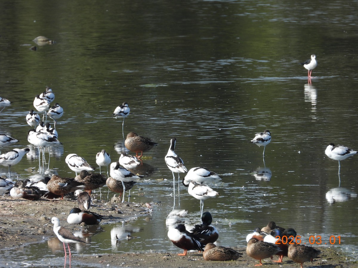 Шилоклювка - ML652245534