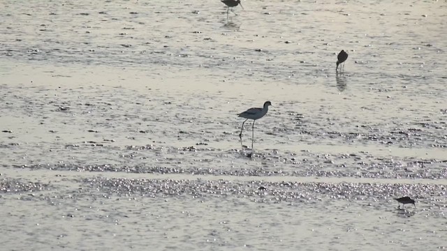 Шилоклювка - ML652245549