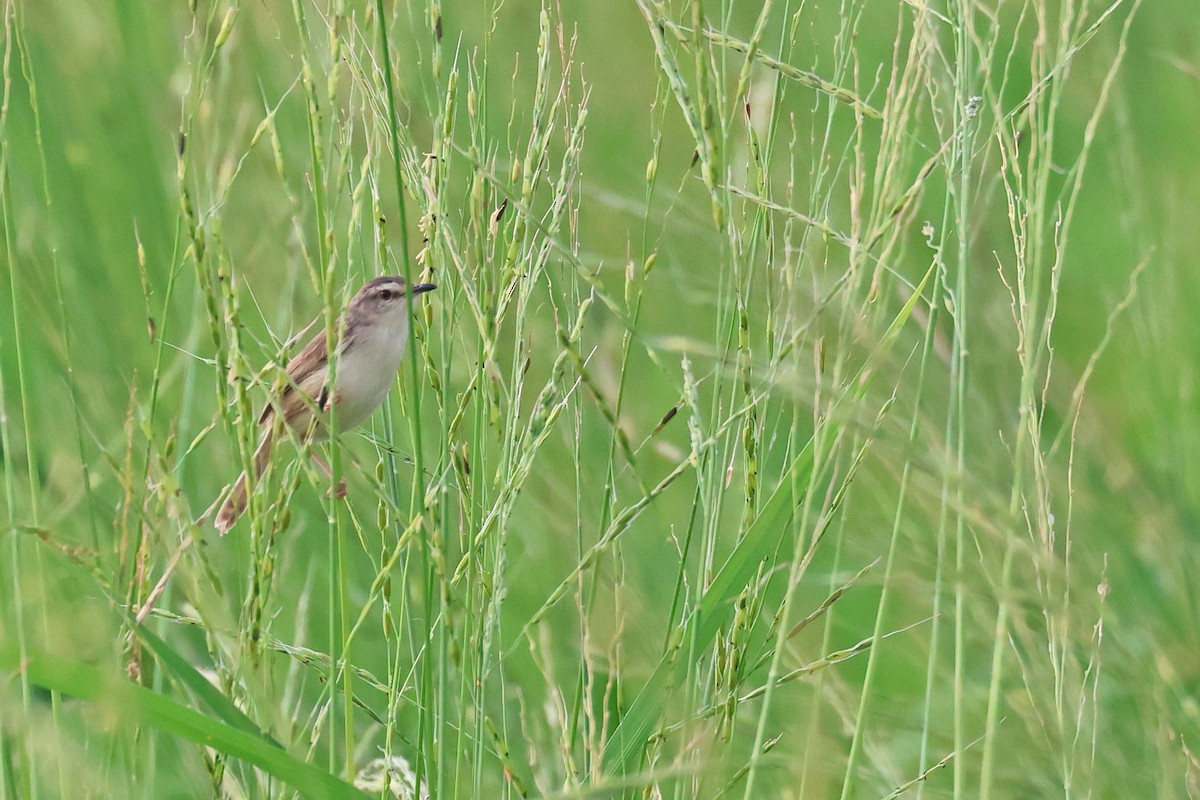 Tawny-flanked Prinia - ML652245560