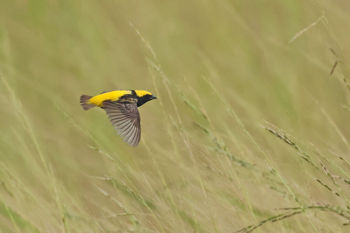 Euplecte vorabé - ML652245606