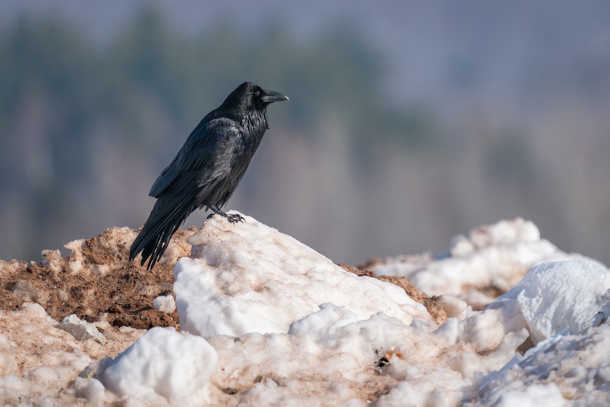 krkavec velký - ML652246129