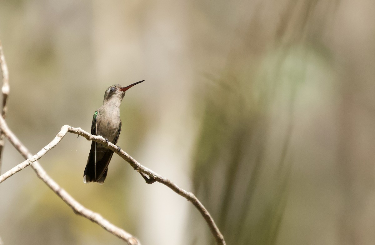 Turquoise-crowned Hummingbird - ML652246145