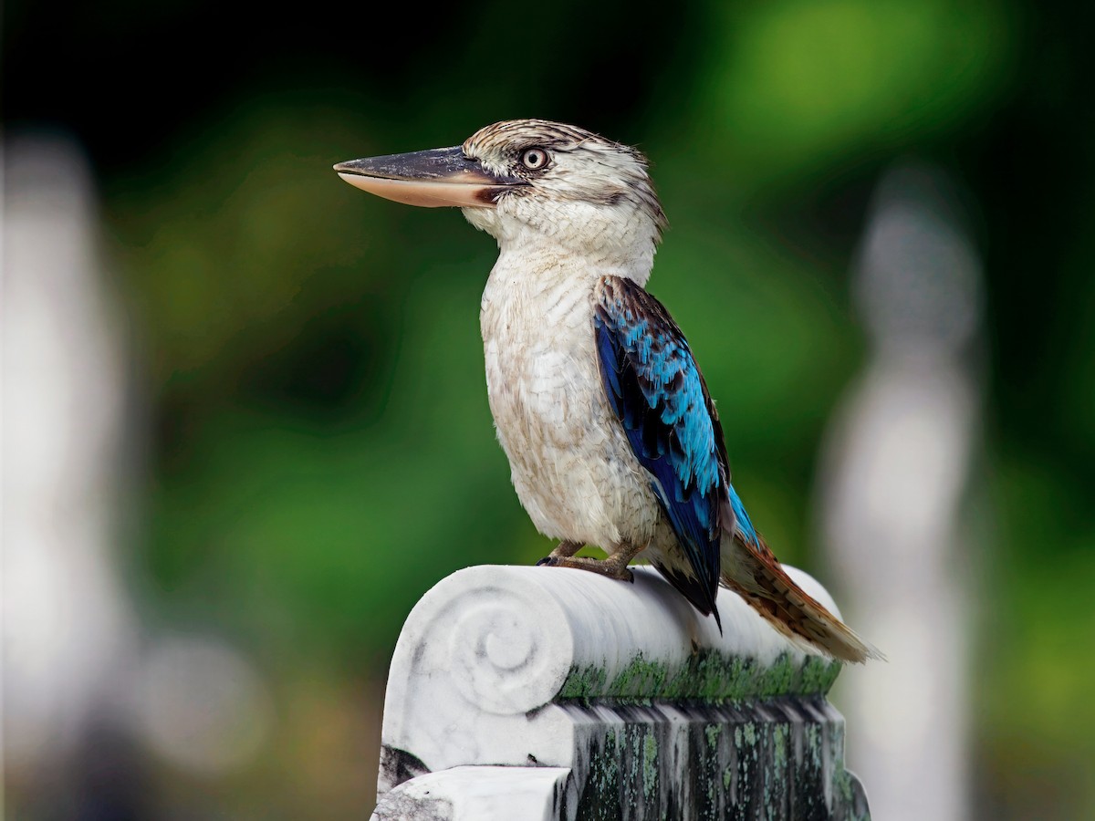 Blue-winged Kookaburra - ML652246537