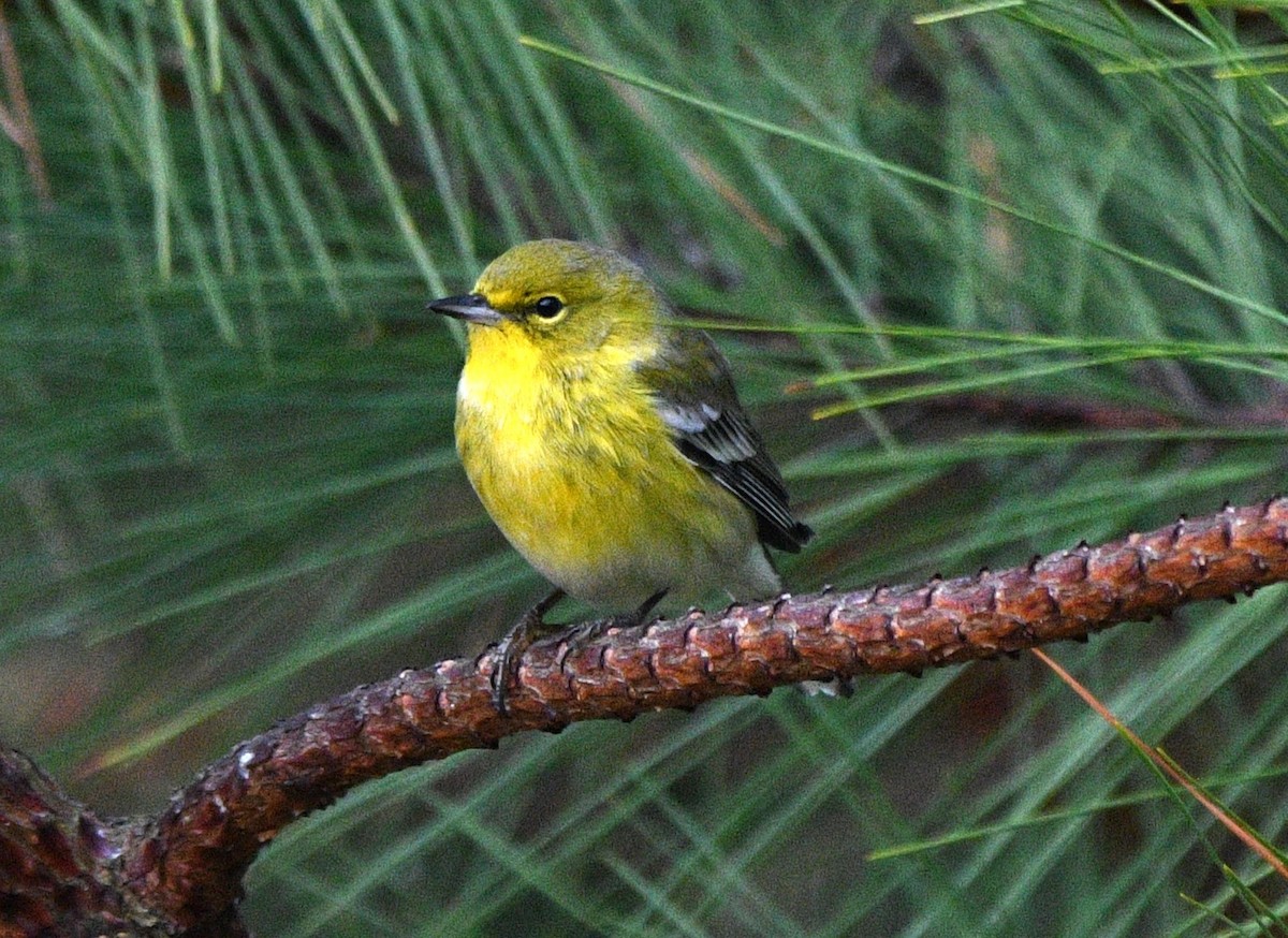 マツアメリカムシクイ - ML652247068