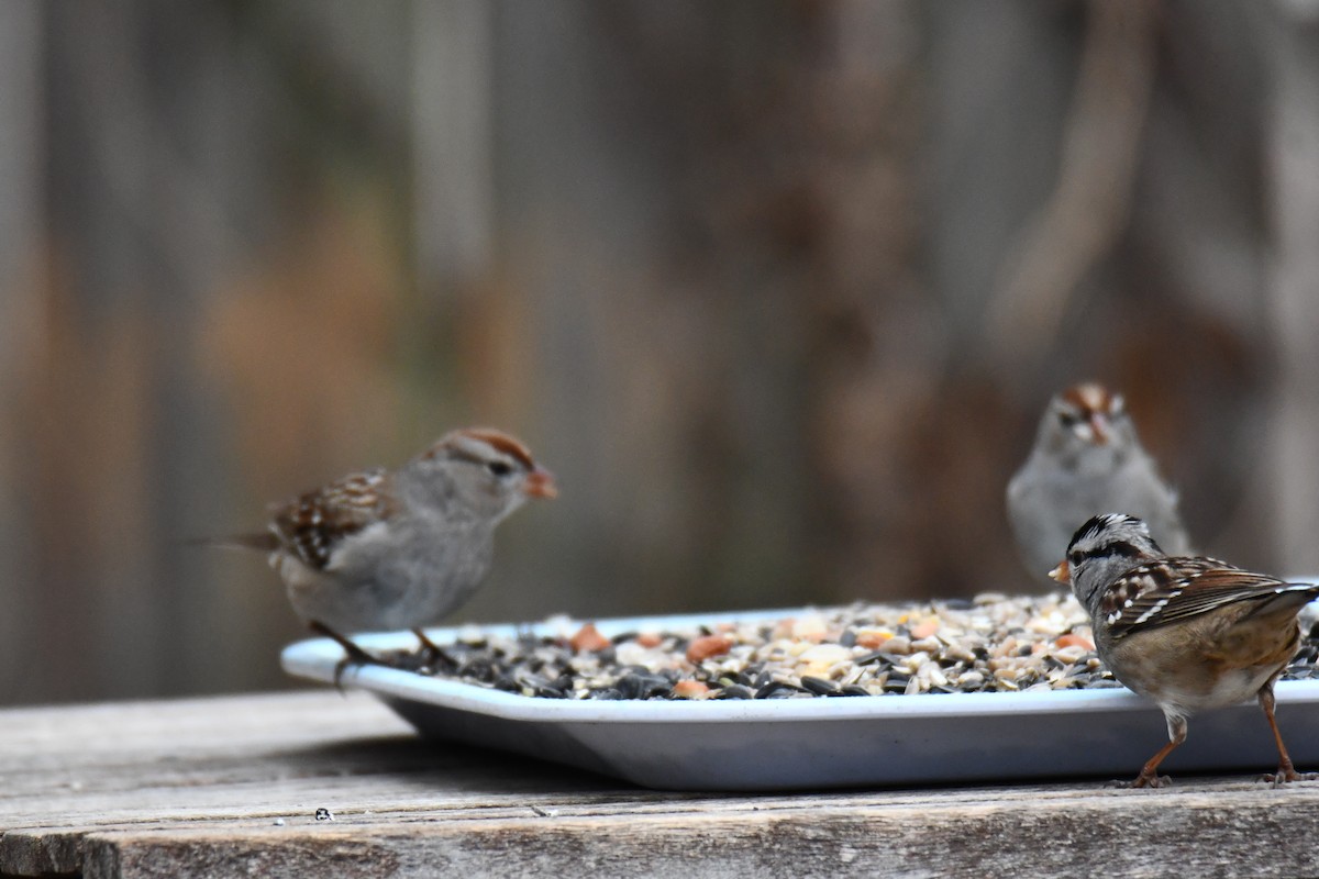 Dachsammer - ML652247256