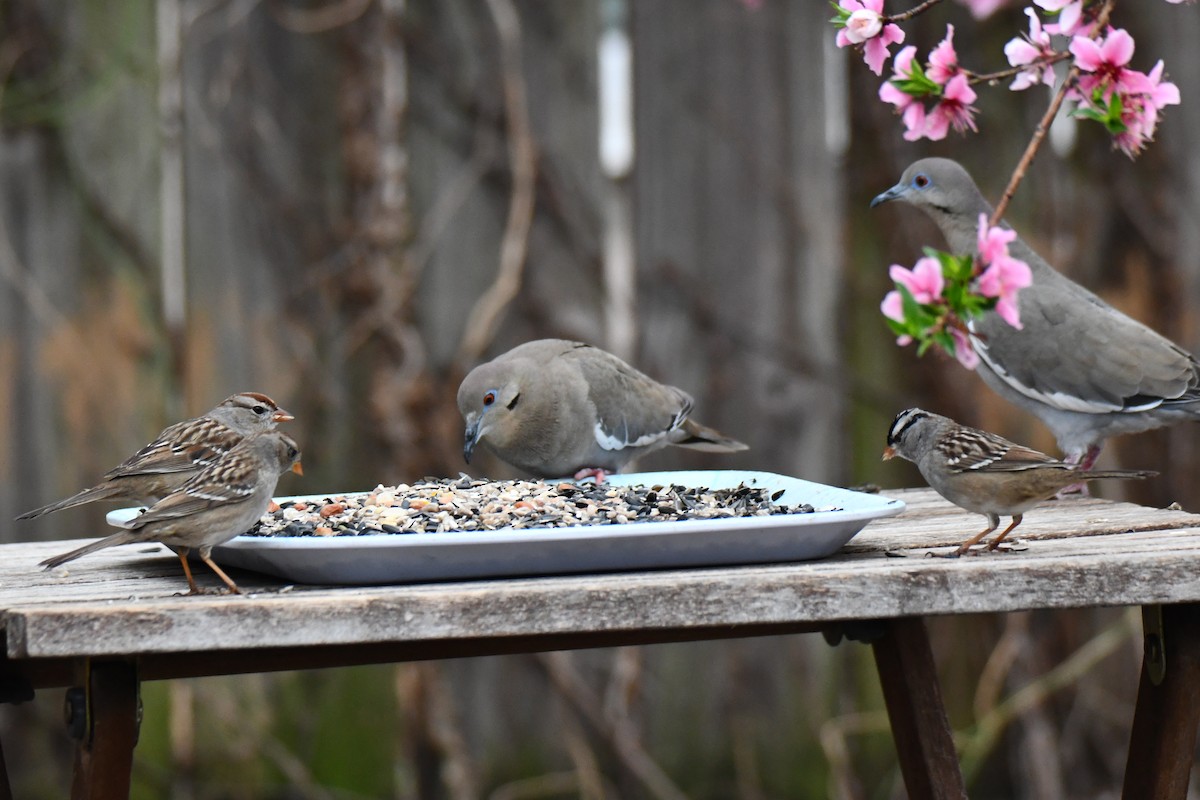 Dachsammer - ML652247257