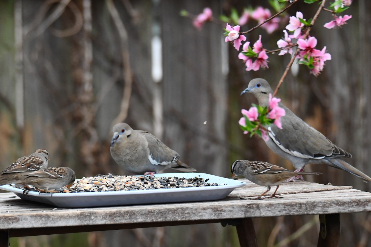 Dachsammer - ML652247258