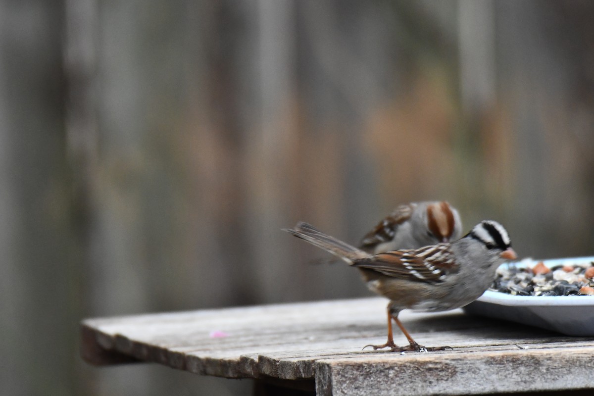 Dachsammer - ML652247259