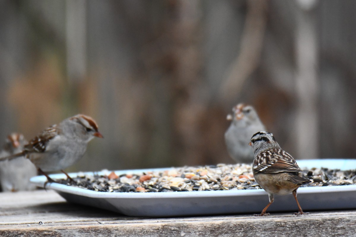 Dachsammer - ML652247261