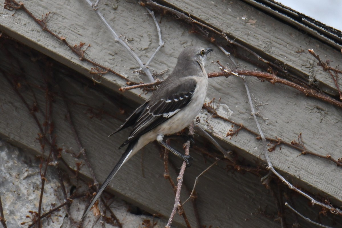 Gartenspottdrossel - ML652247285