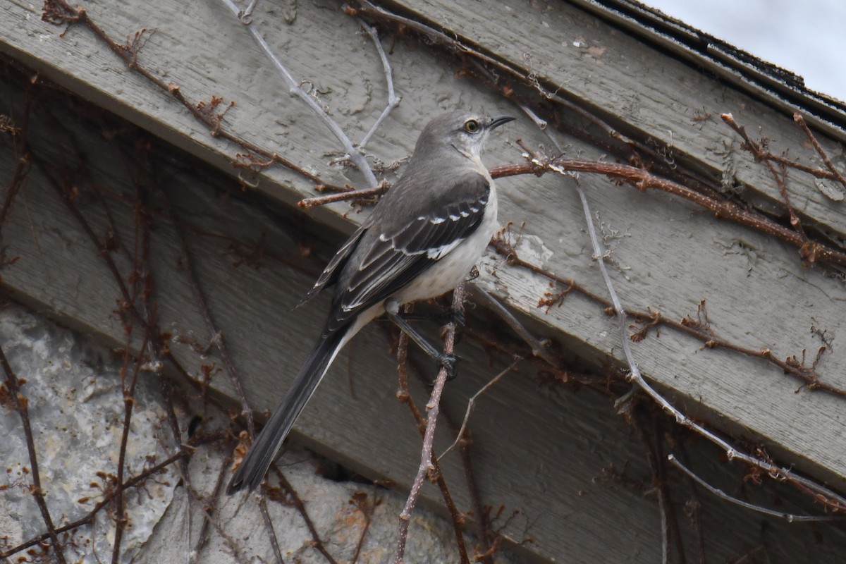 Gartenspottdrossel - ML652247286