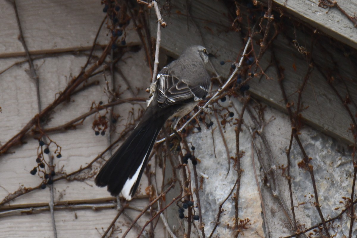 Gartenspottdrossel - ML652247287