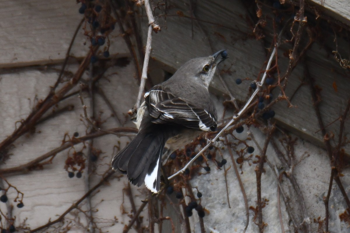 Gartenspottdrossel - ML652247288