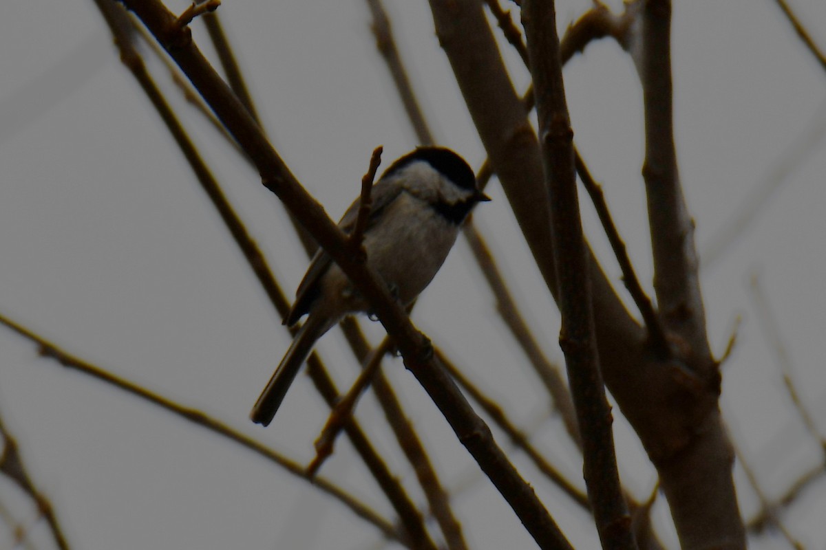 Carolinameise - ML652247297