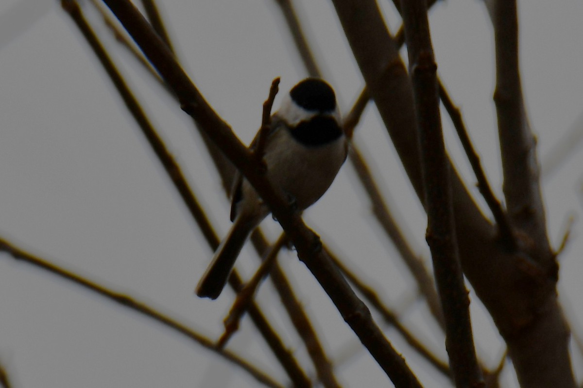 Carolinameise - ML652247298