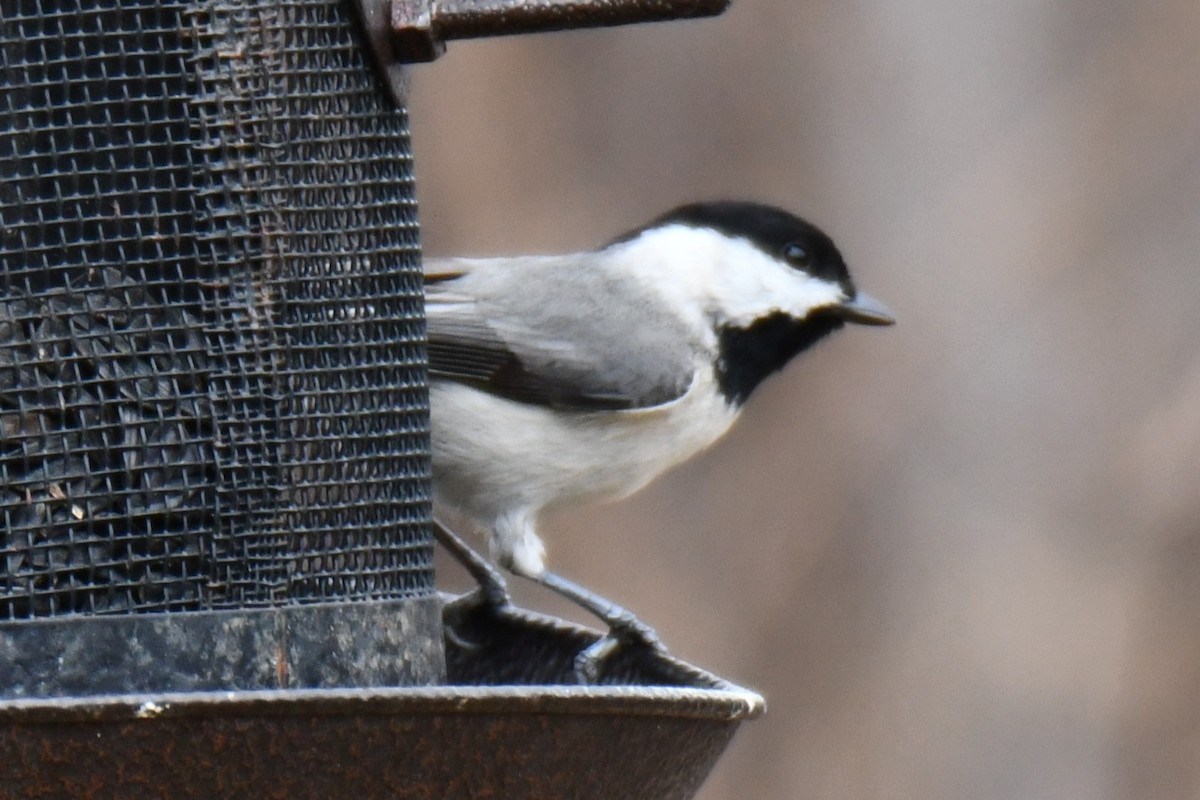 Carolinameise - ML652247299