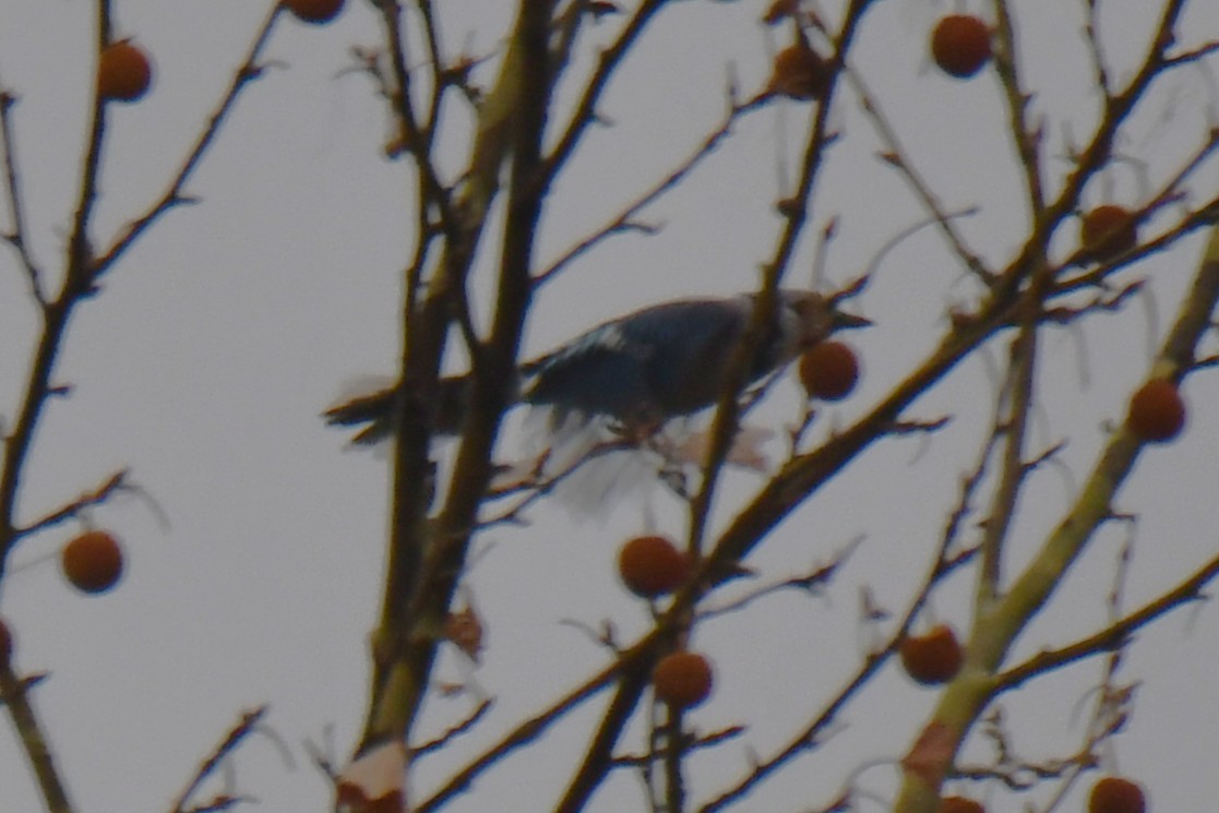 Blauhäher - ML652247303