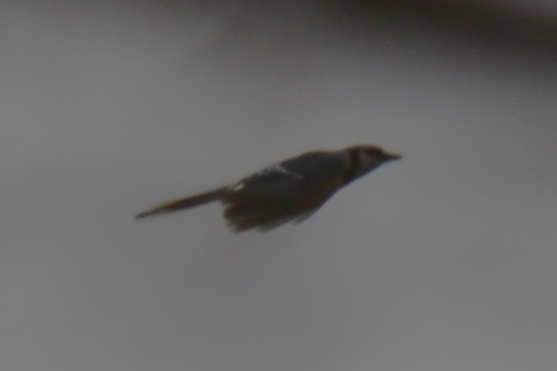 Blauhäher - ML652247304