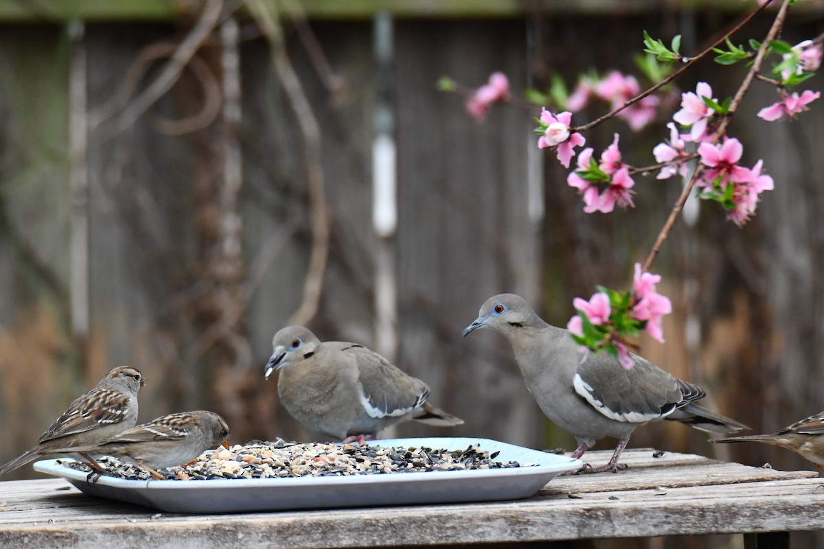 Weißflügeltaube - ML652247321