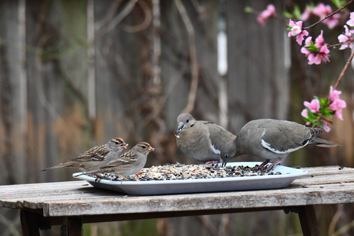 Weißflügeltaube - ML652247322