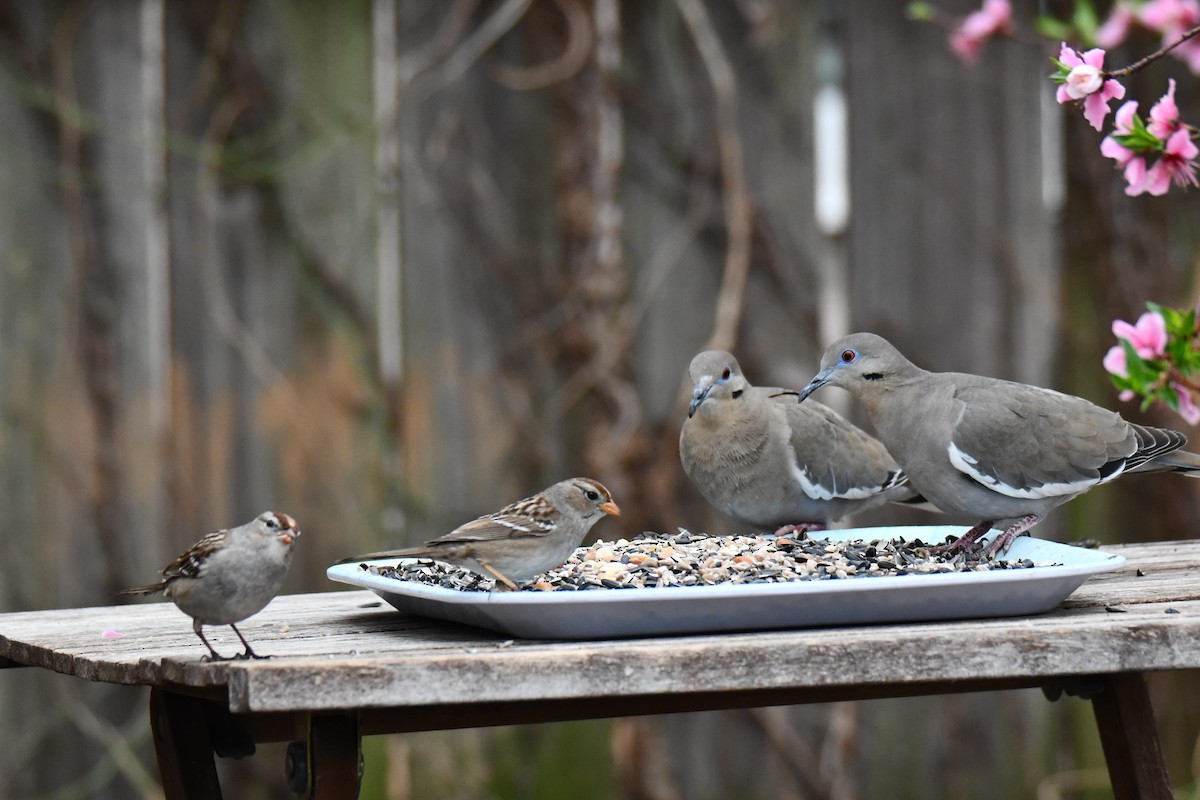 Weißflügeltaube - ML652247323