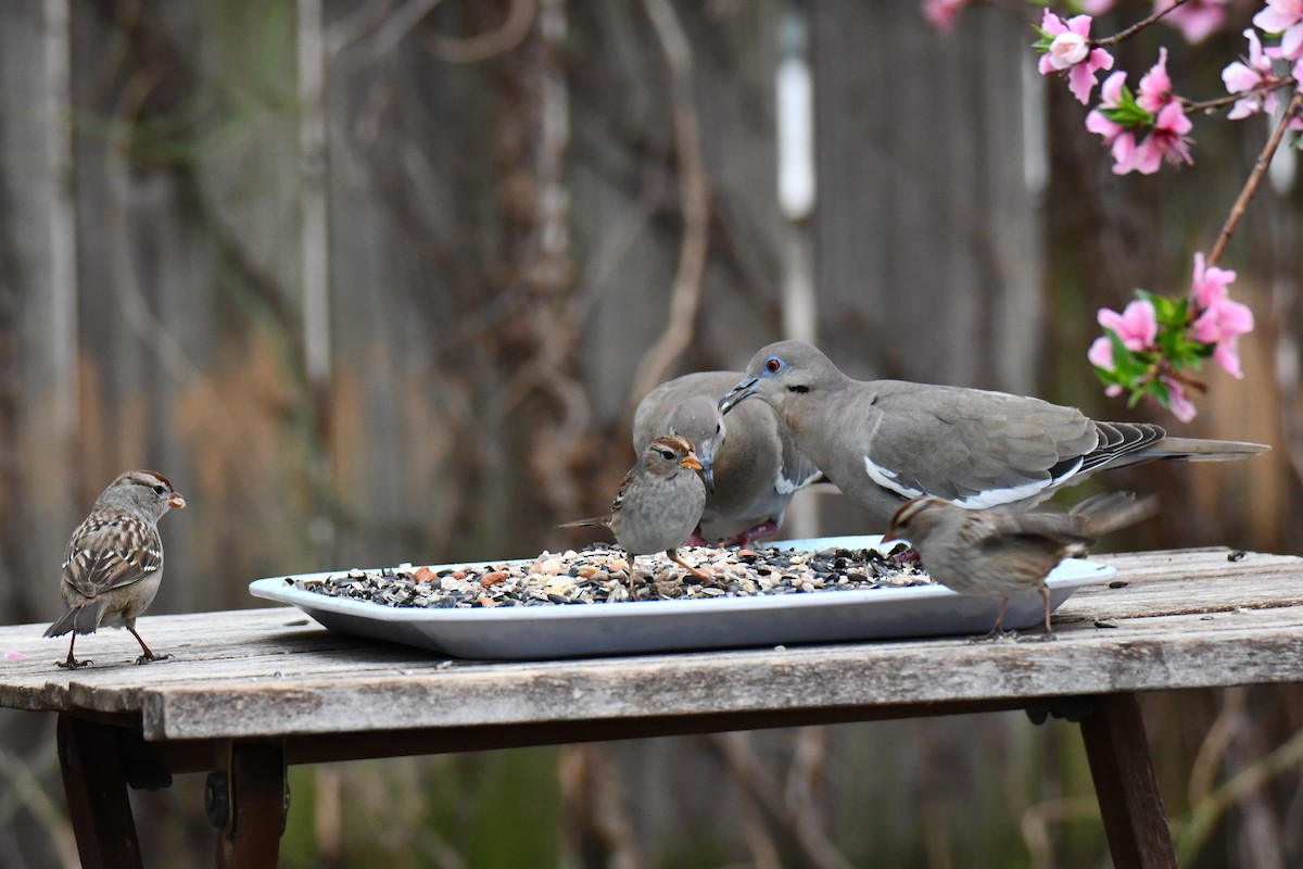 Weißflügeltaube - ML652247324