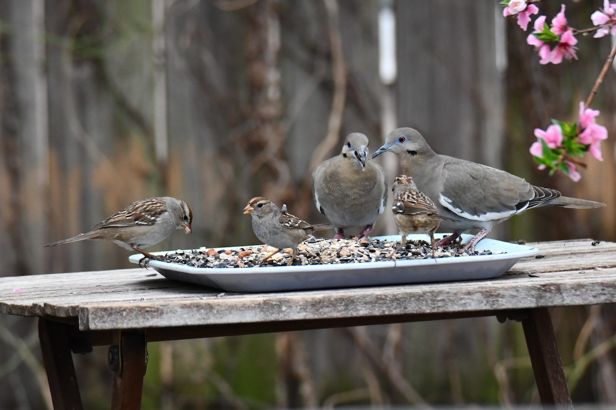 Weißflügeltaube - ML652247325