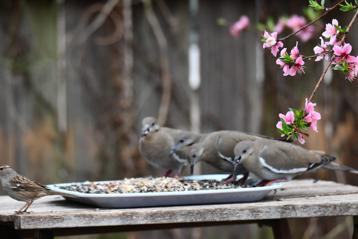 Weißflügeltaube - ML652247326