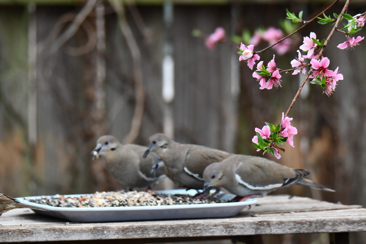 Weißflügeltaube - ML652247327