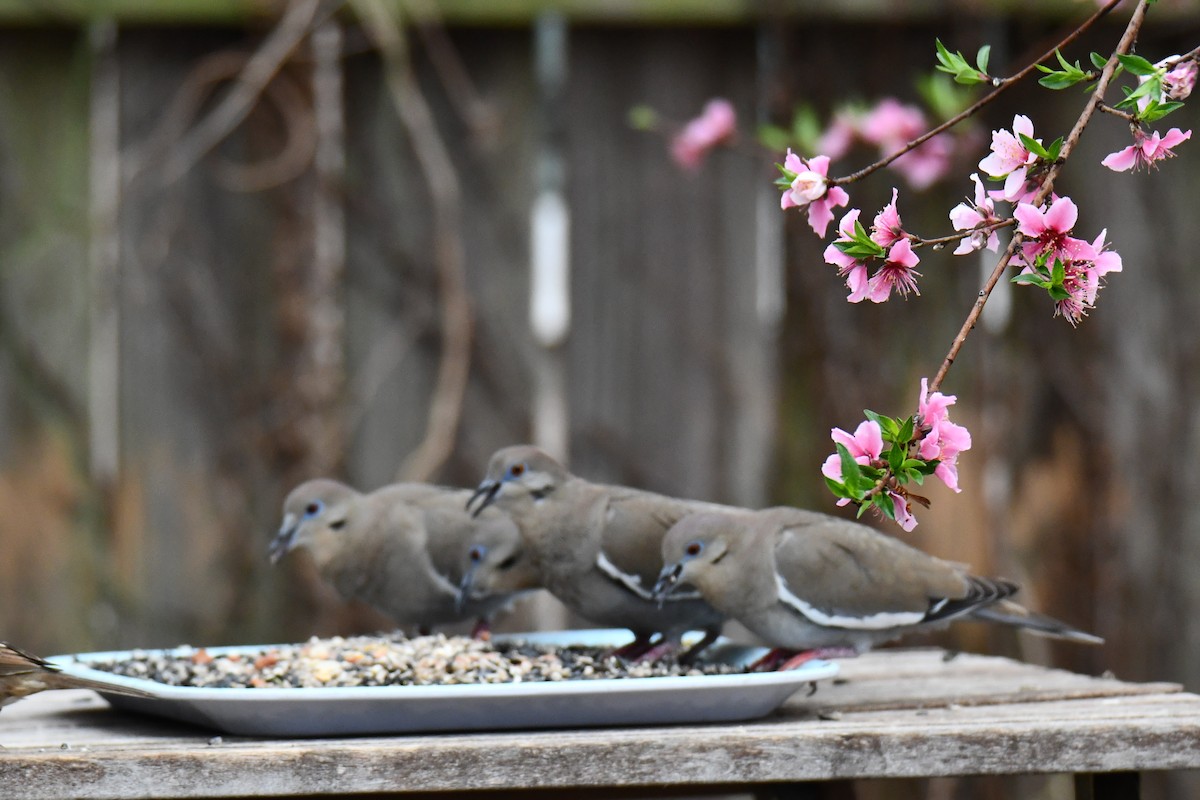 Weißflügeltaube - ML652247328