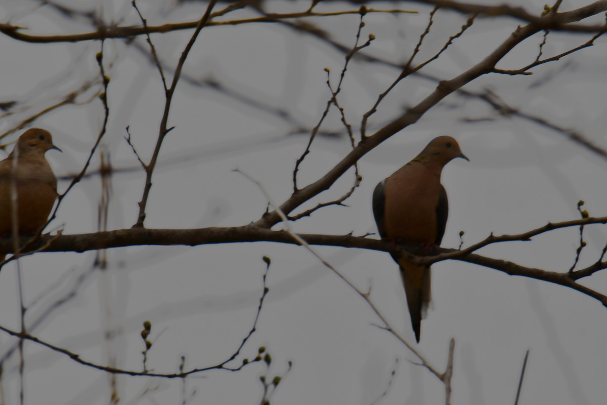 Carolinataube - ML652247337