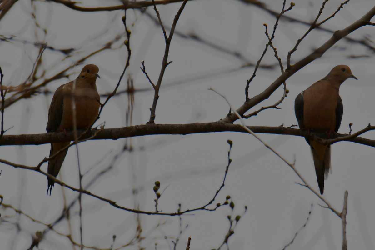 Carolinataube - ML652247338