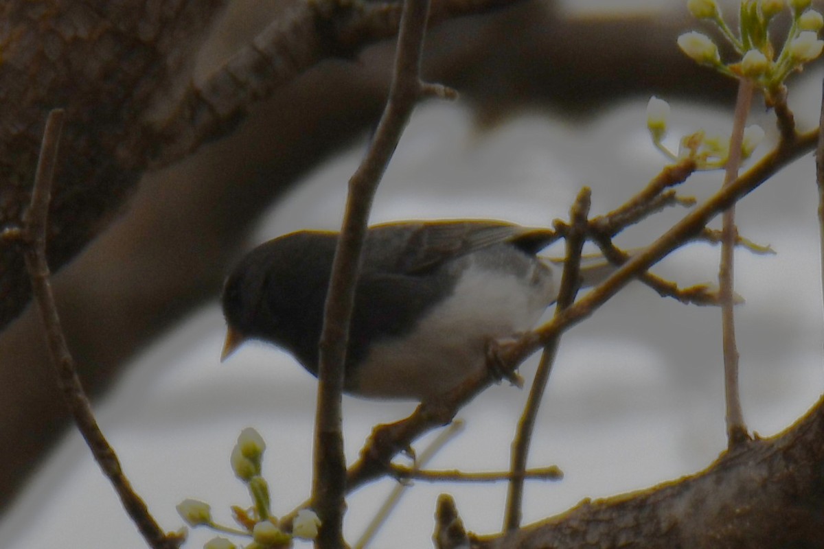 Winterammer - ML652247343