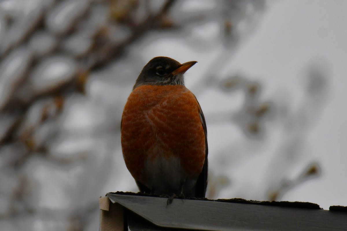 Wanderdrossel - ML652247382