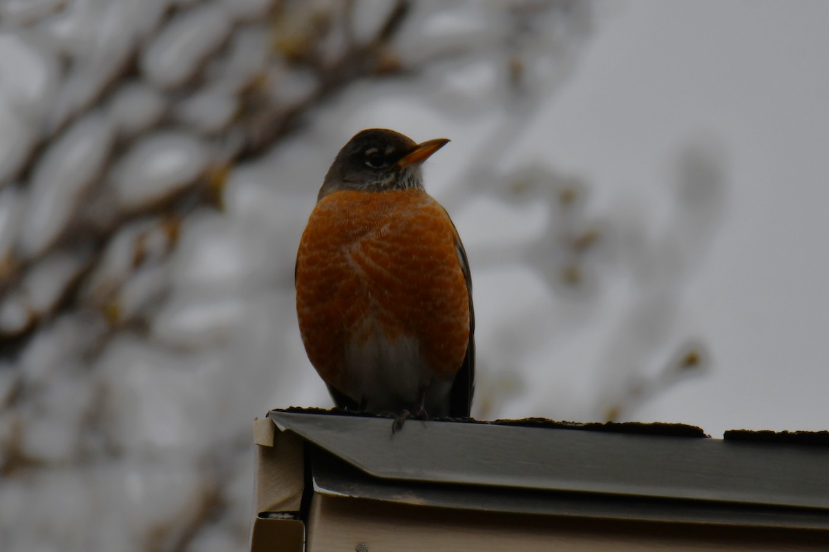 Wanderdrossel - ML652247383