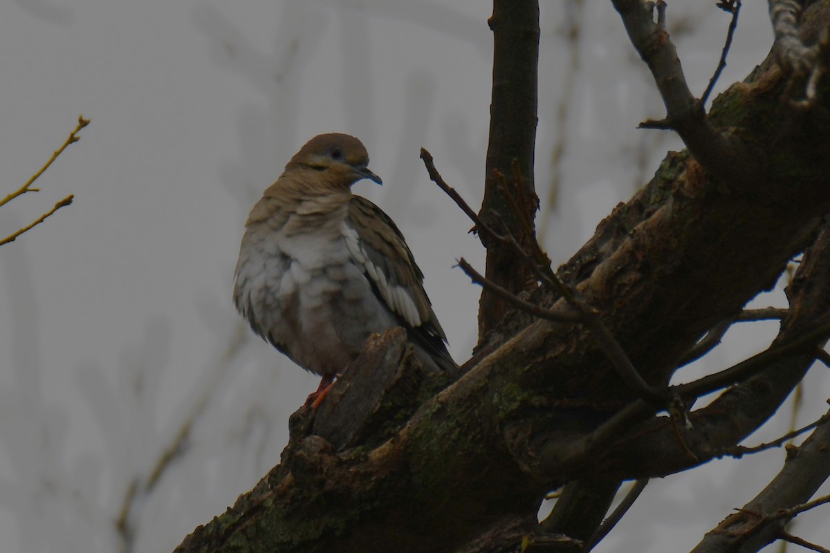 Weißflügeltaube - ML652247403