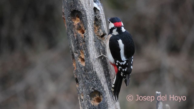 Pico Picapinos - ML652247436