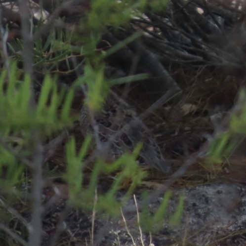 Painted Buttonquail - ML652247559