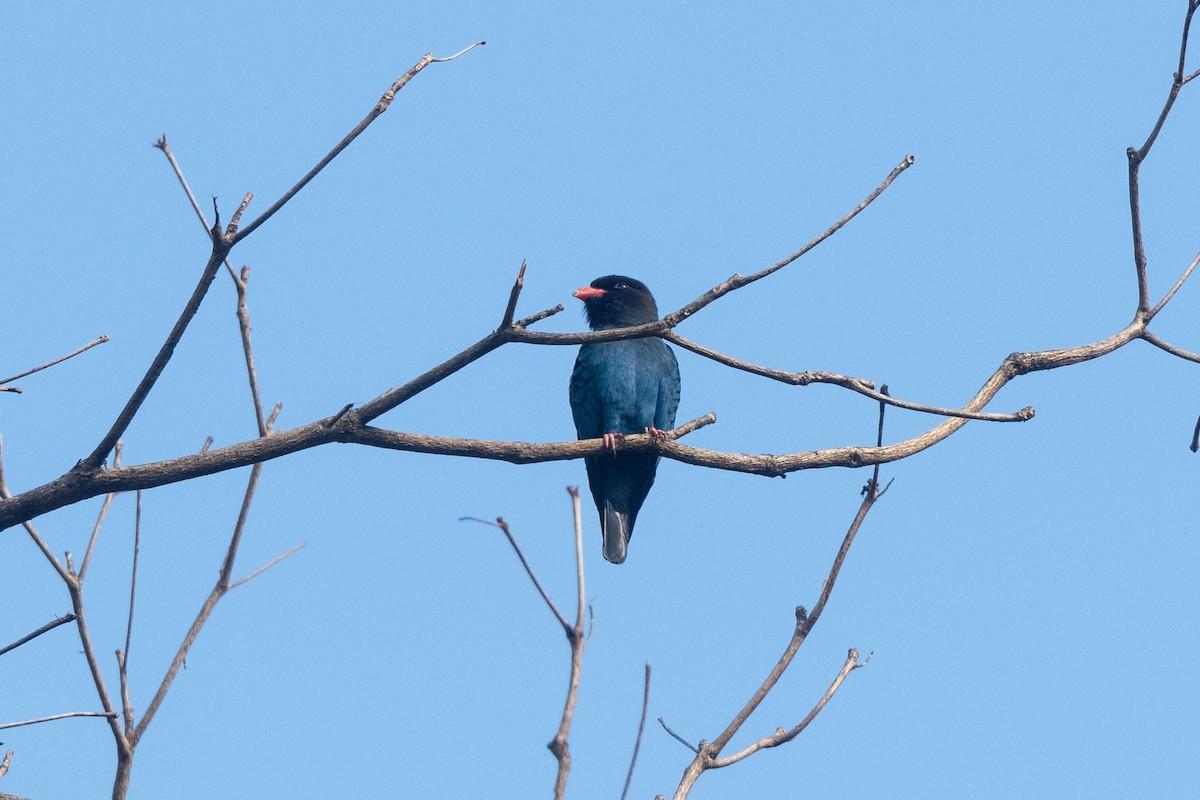 佛法僧 - ML652247948