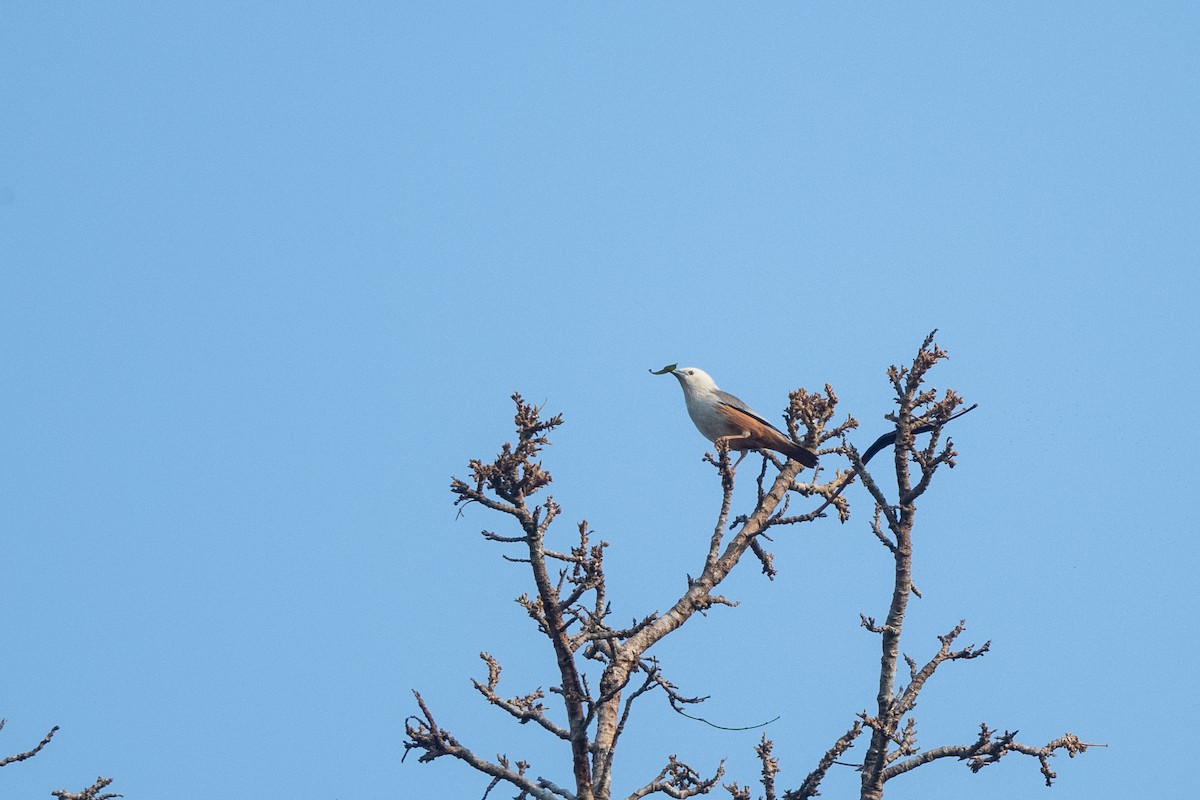 Malabar Starling - ML652248025