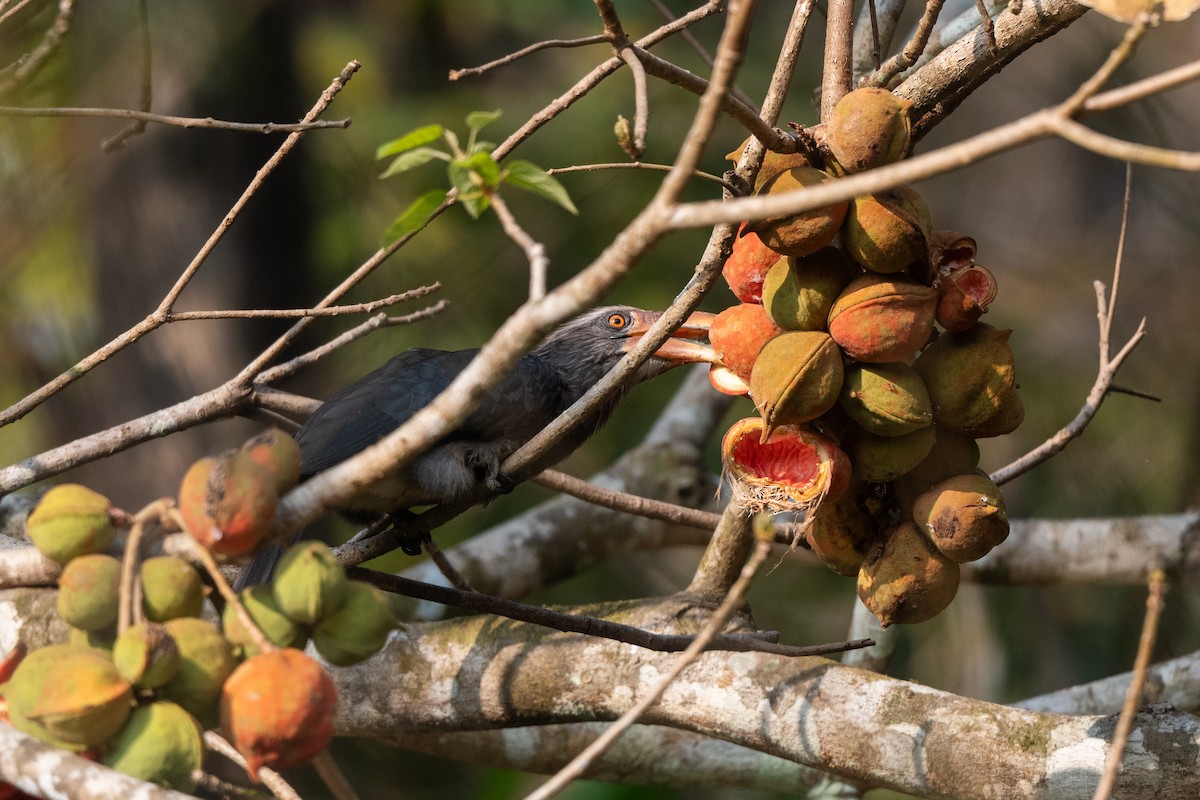 Malabar Gray Hornbill - ML652248174