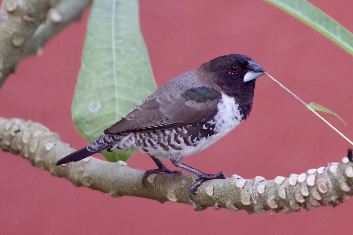 Bronze Mannikin - ML652248180