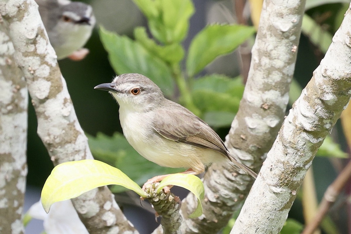 Tawny-flanked Prinia - ML652248192