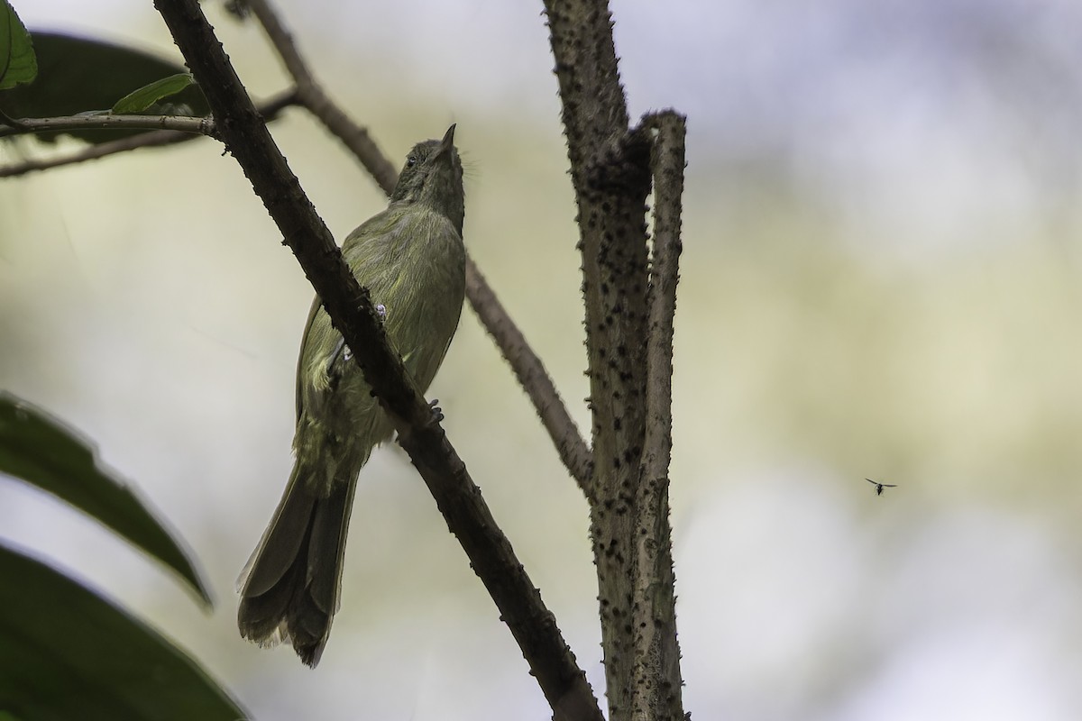 ウスリーオリーブヒヨドリ - ML652248203